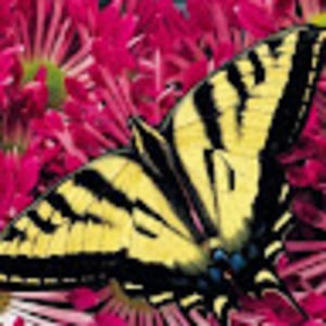 Meet your Posher, Jan